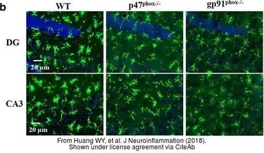 Anti-Iba1 antibody used in IHC (Frozen sections) (IHC-Fr). GTX100042