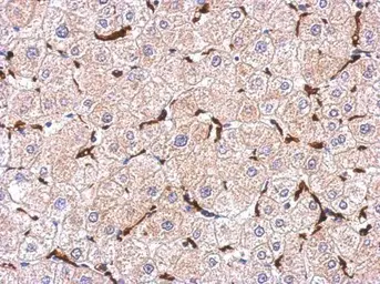 Anti-Iba1 antibody used in IHC (Paraffin sections) (IHC-P). GTX100042