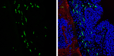 Anti-Iba1 antibody used in IHC (Frozen sections) (IHC-Fr). GTX100042