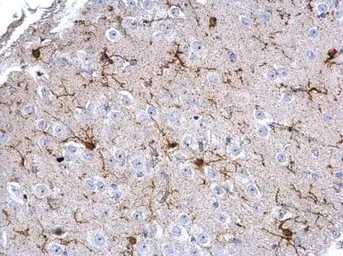 Anti-Iba1 antibody used in IHC (Paraffin sections) (IHC-P). GTX100042