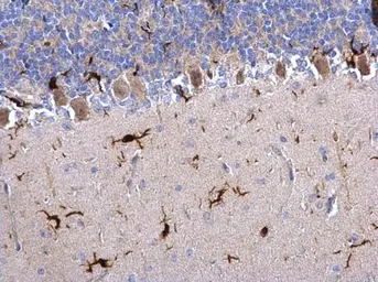 Anti-Iba1 antibody used in IHC (Paraffin sections) (IHC-P). GTX100042