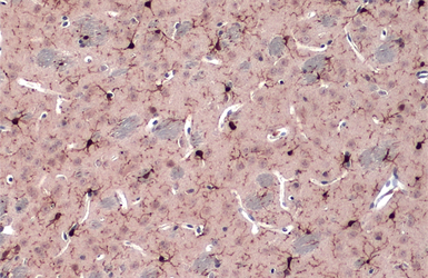 Anti-Iba1 antibody used in IHC (Paraffin sections) (IHC-P). GTX100042