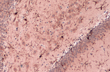 Anti-Iba1 antibody used in IHC (Paraffin sections) (IHC-P). GTX100042