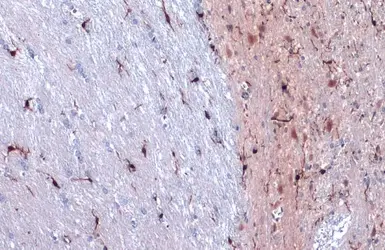 Anti-Iba1 antibody used in IHC (Paraffin sections) (IHC-P). GTX100042