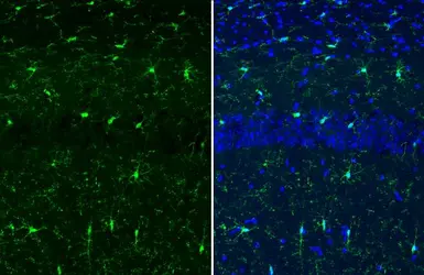 Anti-Iba1 antibody used in IHC (Frozen sections) (IHC-Fr). GTX100042