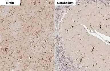 Anti-Iba1 antibody used in IHC (Paraffin sections) (IHC-P). GTX100042