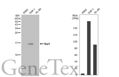 Anti-Iba1 antibody used in Western Blot (WB). GTX100042