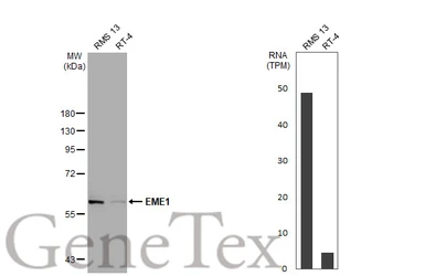 Anti-EME1 antibody [N3C2], Internal used in Western Blot (WB). GTX100132