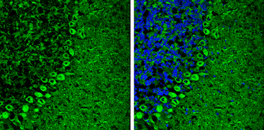 Anti-Cav beta 4 antibody [C3], C-term used in IHC (Frozen sections) (IHC-Fr). GTX100202