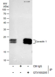 Anti-Caveolin 1 antibody [N1N3] used in Immunoprecipitation (IP). GTX100205