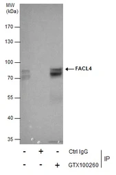 Anti-FACL4 antibody [C3], C-term used in Immunoprecipitation (IP). GTX100260