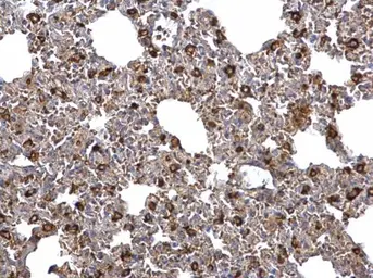 Anti-FACL4 antibody [C3], C-term used in IHC (Paraffin sections) (IHC-P). GTX100260