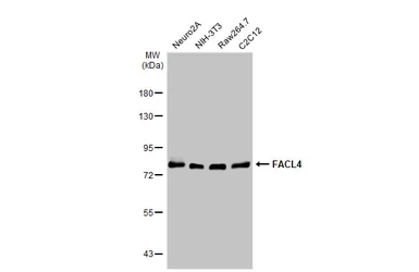 Anti-FACL4 antibody [C3], C-term used in Western Blot (WB). GTX100260