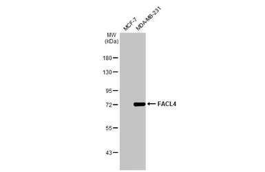 Anti-FACL4 antibody [C3], C-term used in Western Blot (WB). GTX100260