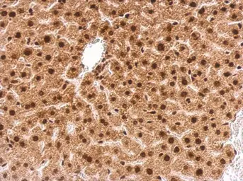 Anti-GRB2 antibody used in IHC (Paraffin sections) (IHC-P). GTX100294