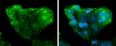 Anti-IGF2 antibody [N1C3] used in Immunocytochemistry/ Immunofluorescence (ICC/IF). GTX100453