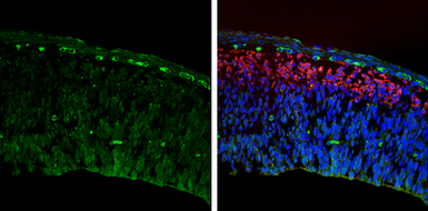 Anti-IGFBP3 antibody [N2C3] used in IHC (Frozen sections) (IHC-Fr). GTX100454