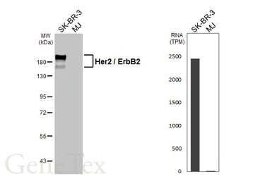 Anti-Her2 / ErbB2 antibody used in Western Blot (WB). GTX100509