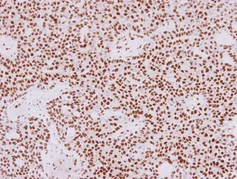 Anti-HDAC1 antibody used in IHC (Paraffin sections) (IHC-P). GTX100513