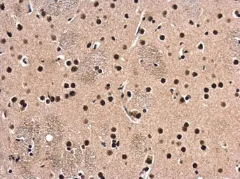 Anti-HDAC1 antibody used in IHC (Paraffin sections) (IHC-P). GTX100513