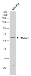 Anti-HDAC1 antibody used in Western Blot (WB). GTX100513