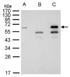 Anti-HDAC1 antibody used in Immunoprecipitation (IP). GTX100513