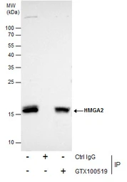 Anti-HMGA2 antibody - ChIP grade used in Immunoprecipitation (IP). GTX100519