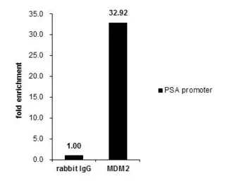 Anti-MDM2 antibody used in ChIP assay (ChIP assay). GTX100531