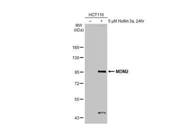 Anti-MDM2 antibody used in Western Blot (WB). GTX100531