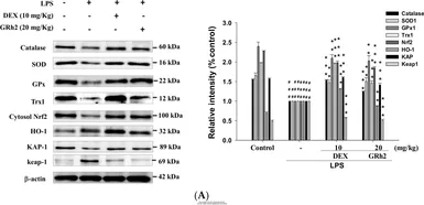 Anti-SOD1 antibody used in Western Blot (WB). GTX100554