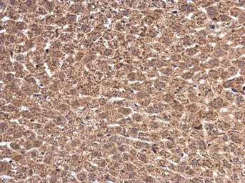 Anti-Wilms Tumor 1 antibody used in IHC (Paraffin sections) (IHC-P). GTX100563