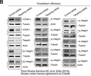 Anti-Integrin alpha 6 antibody [N3C2], Internal used in Western Blot (WB). GTX100565