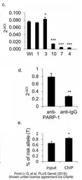 Anti-PARP antibody used in ChIP assay (ChIP assay). GTX100573