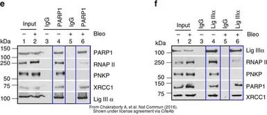 Anti-PARP antibody used in Immunoprecipitation (IP). GTX100573