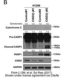 Anti-PARP antibody used in Western Blot (WB). GTX100573