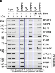 Anti-PARP antibody used in Western Blot (WB). GTX100573