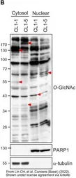 Anti-PARP antibody used in Western Blot (WB). GTX100573