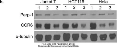 Anti-PARP antibody used in Western Blot (WB). GTX100573