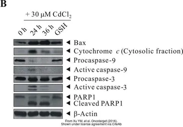 Anti-PARP antibody used in Western Blot (WB). GTX100573