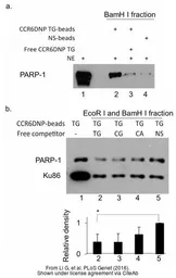 Anti-PARP antibody used in Western Blot (WB). GTX100573