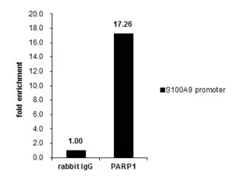 Anti-PARP antibody used in ChIP assay (ChIP assay). GTX100573