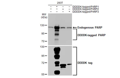 Anti-PARP antibody used in Western Blot (WB). GTX100573