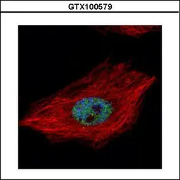 Anti-TDP43 antibody used in Immunocytochemistry/ Immunofluorescence (ICC/IF). GTX100579