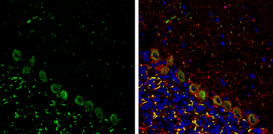 Anti-p130Cas antibody [N2C2], Internal used in IHC (Frozen sections) (IHC-Fr). GTX100605