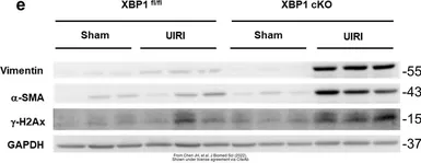 Anti-Vimentin antibody used in Western Blot (WB). GTX100619