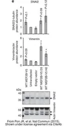 Anti-Vimentin antibody used in Western Blot (WB). GTX100619