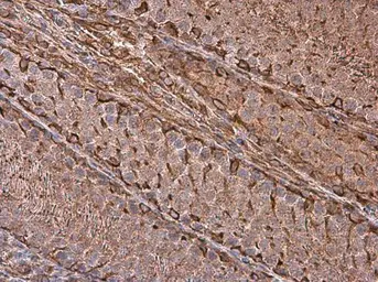 Anti-Vimentin antibody used in IHC (Paraffin sections) (IHC-P). GTX100619