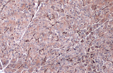 Anti-Vimentin antibody used in IHC (Paraffin sections) (IHC-P). GTX100619