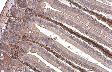 Anti-Vimentin antibody used in IHC (Paraffin sections) (IHC-P). GTX100619