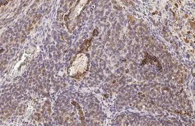 Anti-Vimentin antibody used in IHC (Paraffin sections) (IHC-P). GTX100619